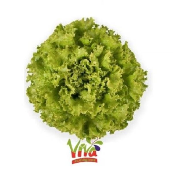   Alface crespa Viva Baby